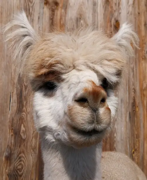 Lama- & Alpakawanderung - Bild 1