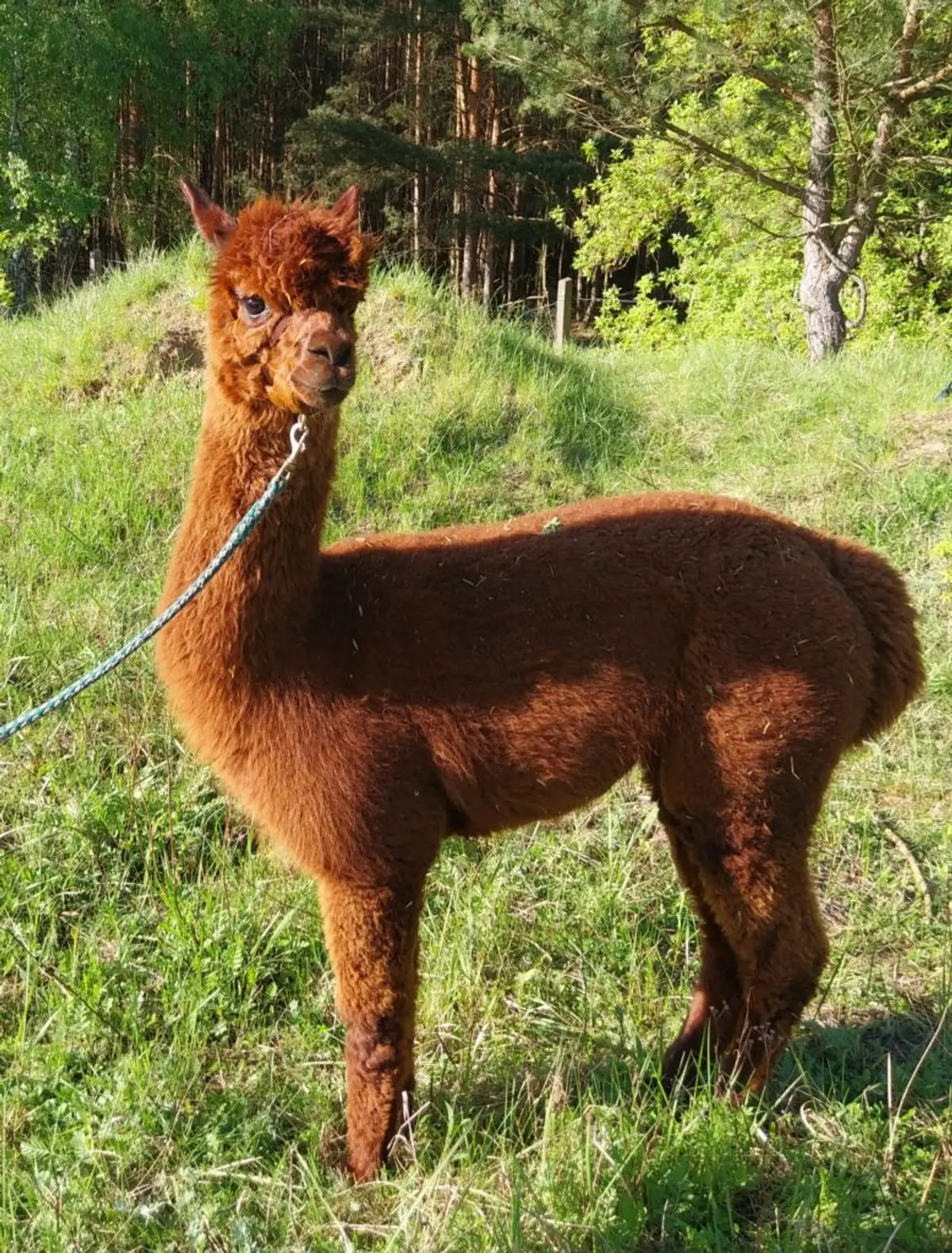 Lama- & Alpakawanderung – Wandertag für Schulklassen
