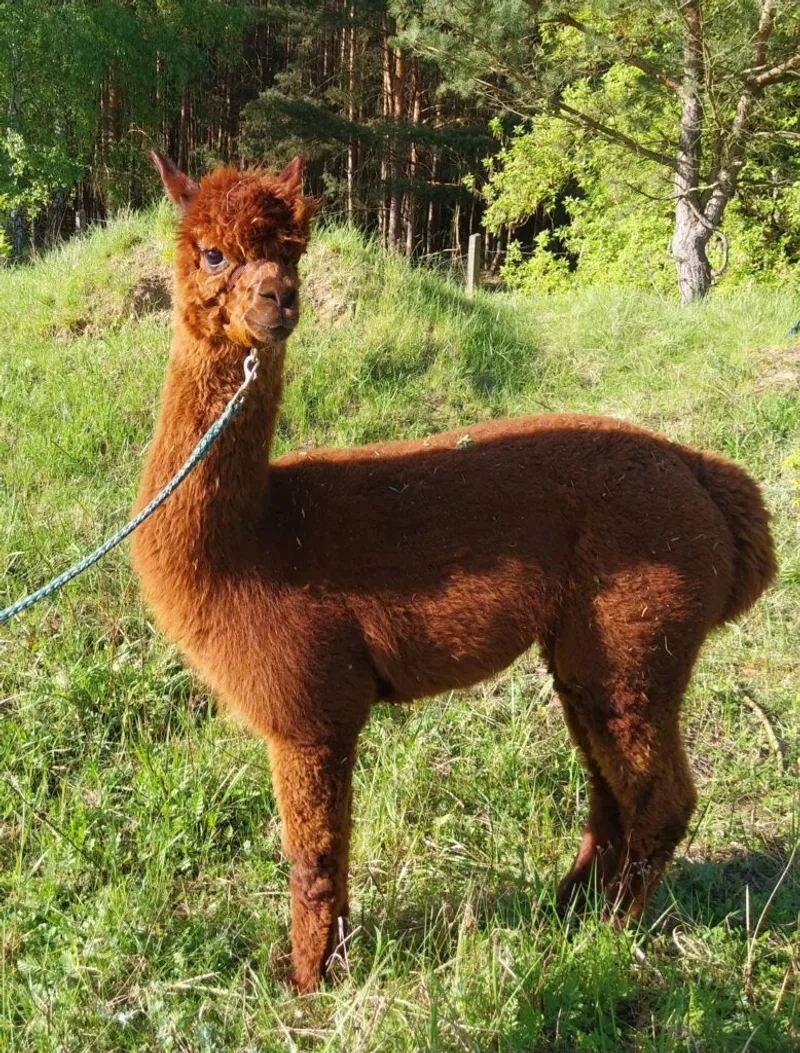 Lama- & Alpakawanderung